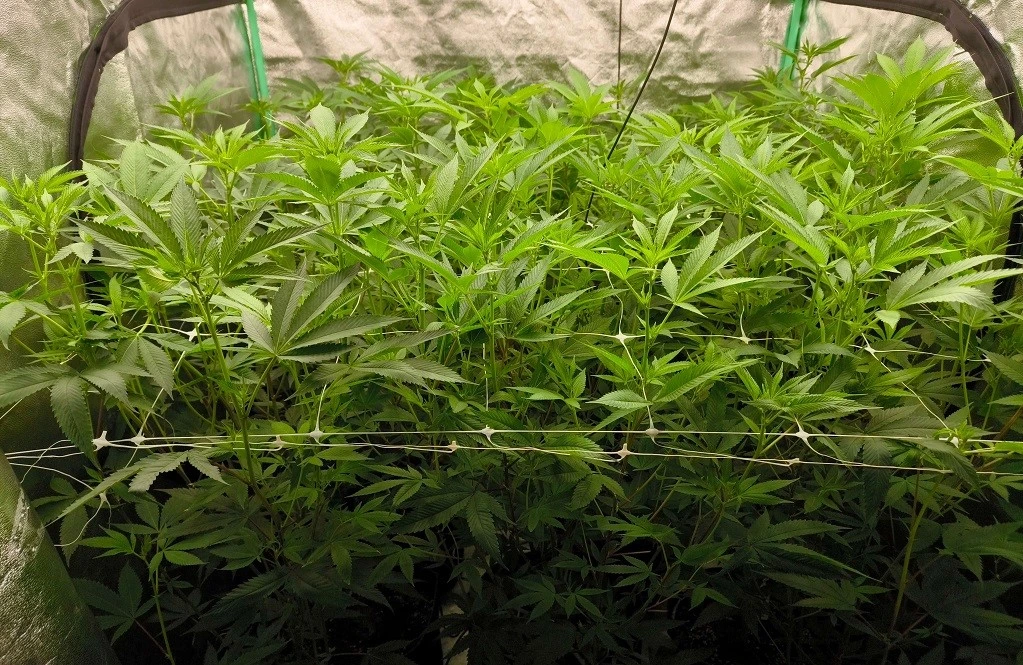 Hype Candy grow stages